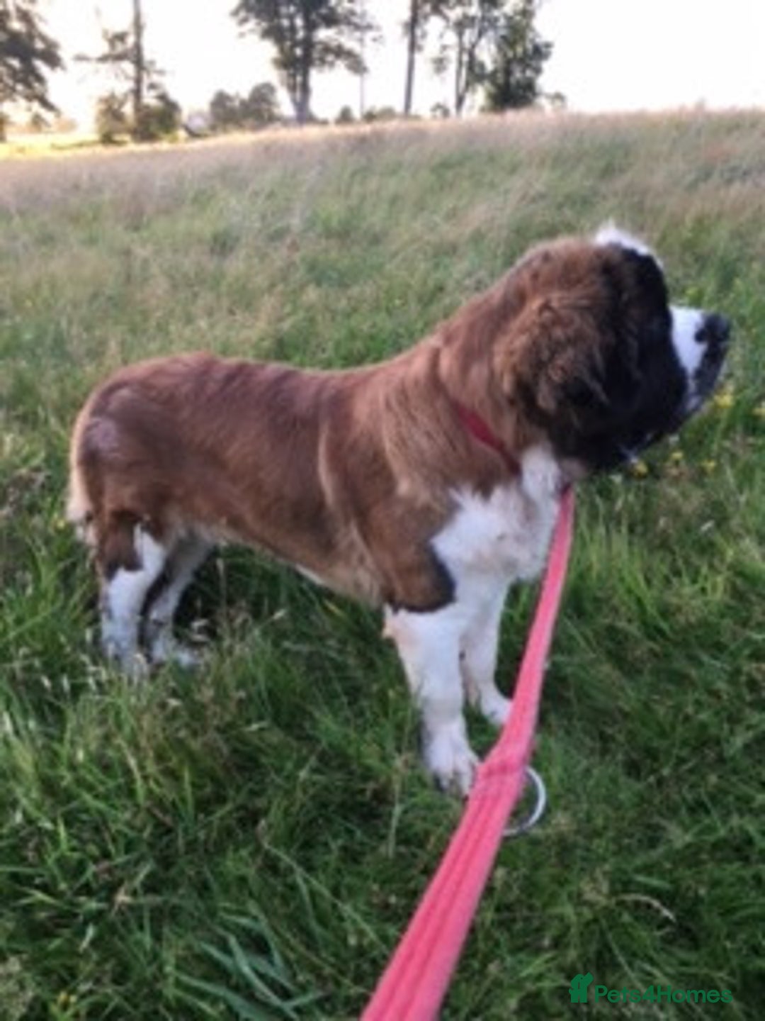 Saint Bernard dogs for sale: 1yr old St. Bernard available to approved home - Image 2