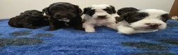 Cockapoo dogs for sale: F1b chocolate & parti roan cockapoos.HEALTH TESTED - Advert 12