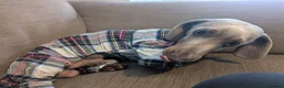 Dachshund dogs for stud: Stud  - Advert 4