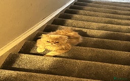 Persian cats for sale: Two Persian cats for sale - Image 2
