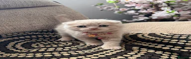 Scottish Fold Shorthair Kitten 3