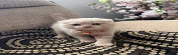 British Shorthair cats for sale: 😻CREAM & RED COLOUR KITTENS 😻 - Advert 29