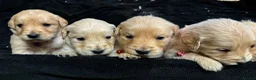 Golden Retriever dogs for sale: Golden Retriever Puppies For Sale  - Advert 18