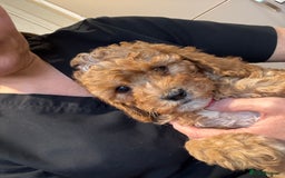 Cavapoo dogs for sale: Cavapoo F1b fully health tested 1 boy left - Image 24