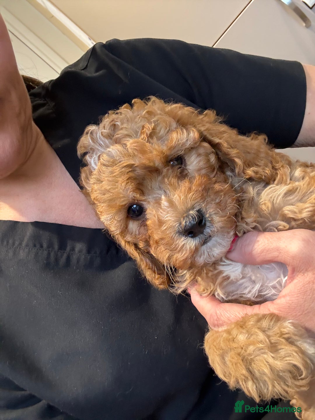 Cavapoo dogs for sale: Cavapoo F1b fully health tested 1 boy left - Image 24