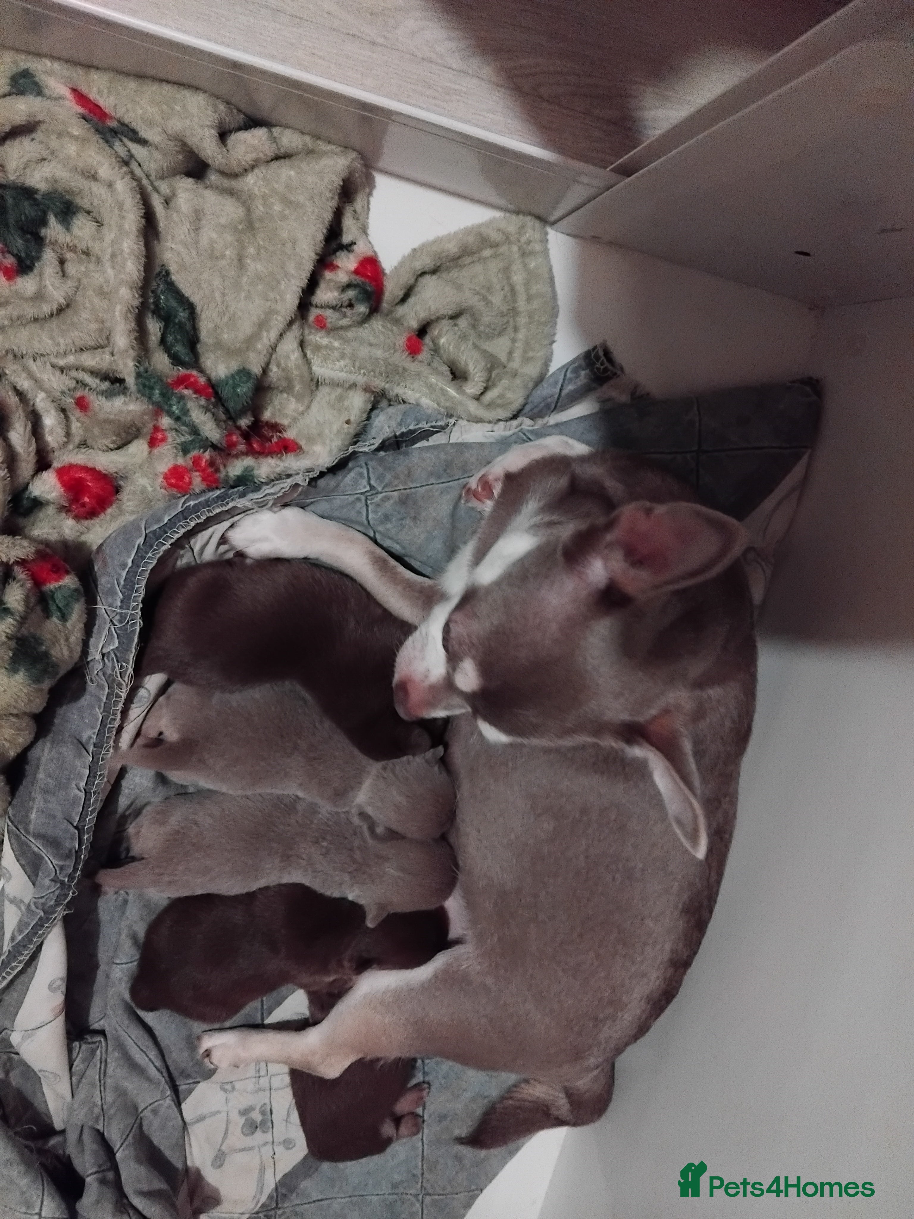 Chihuahua dogs chihuahua - Advert 1