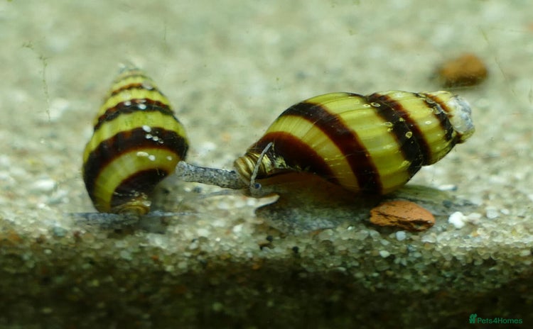 Snails invertebrates - Advert 2
