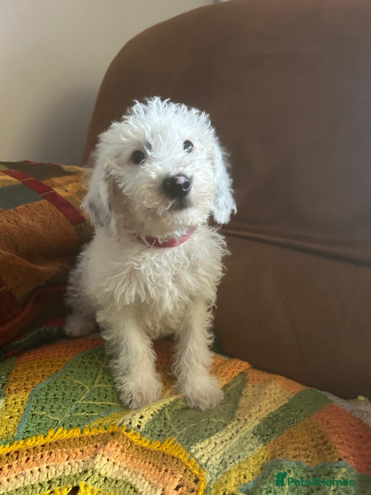 Labradoodle dogs Australian Labradoodle Puppies - Advert 8