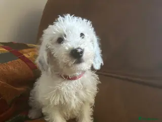 Labradoodle dogs Australian Labradoodle Puppies - Advert 8