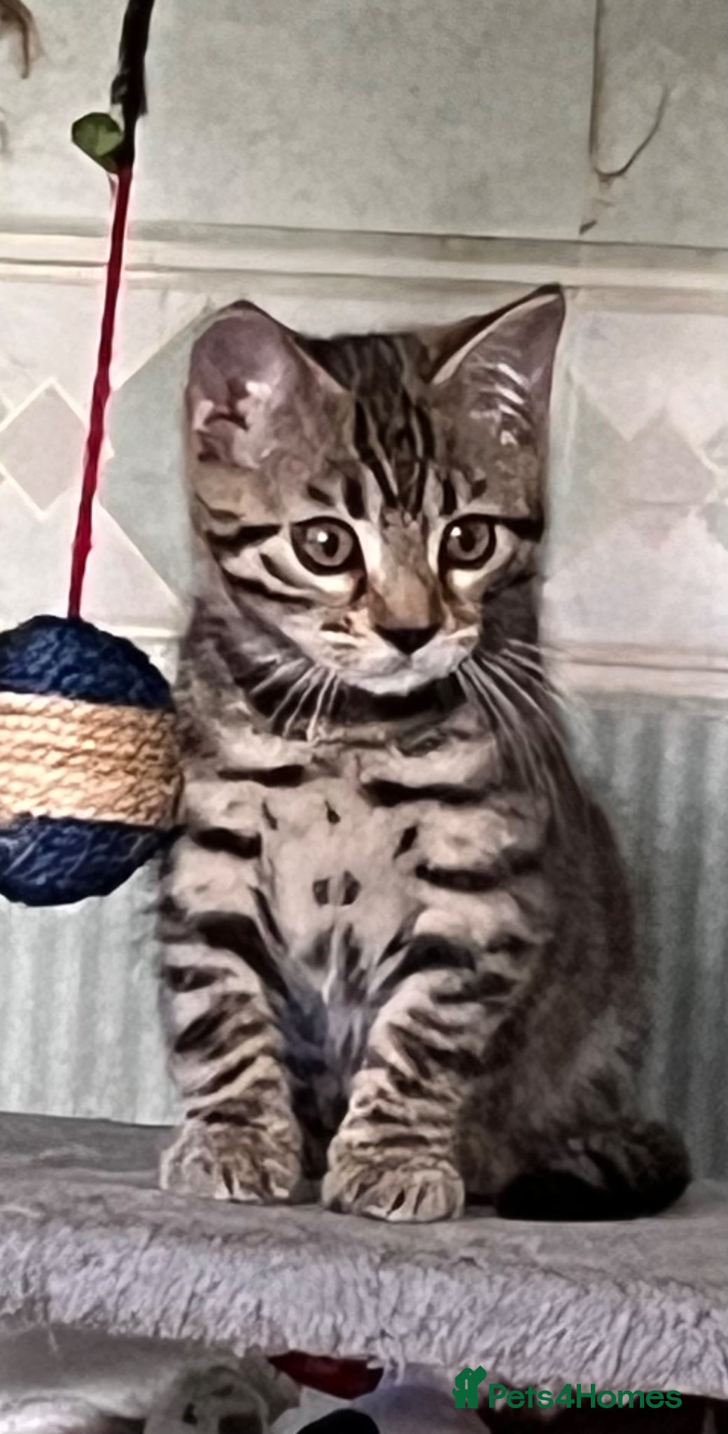 Bengal cats Beautiful Bengal / Ragdoll Cross  - Advert 5