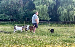 Goats livestock for sale: 2 Friendly pet goats. Wethers. - Image 9