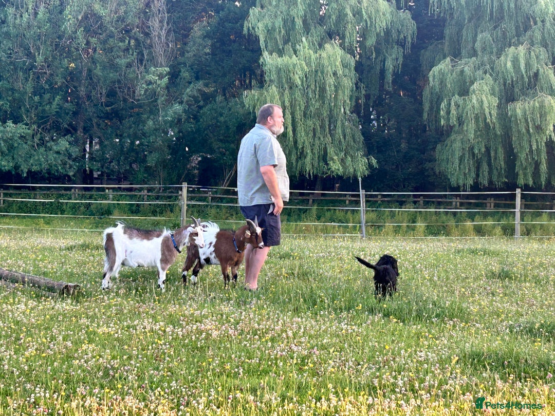 Goats livestock for sale: 2 Friendly pet goats. Wethers. - Image 9