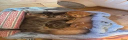 Mixed Breed cats for sale: Sweet tabby kittens (2 boys, 1girl) - Advert 11