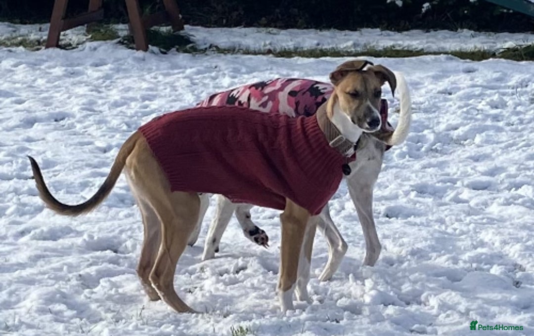 Lurcher dogs for adoption: LENNY, 6-month-old male lurcher in rescue - Advert 3
