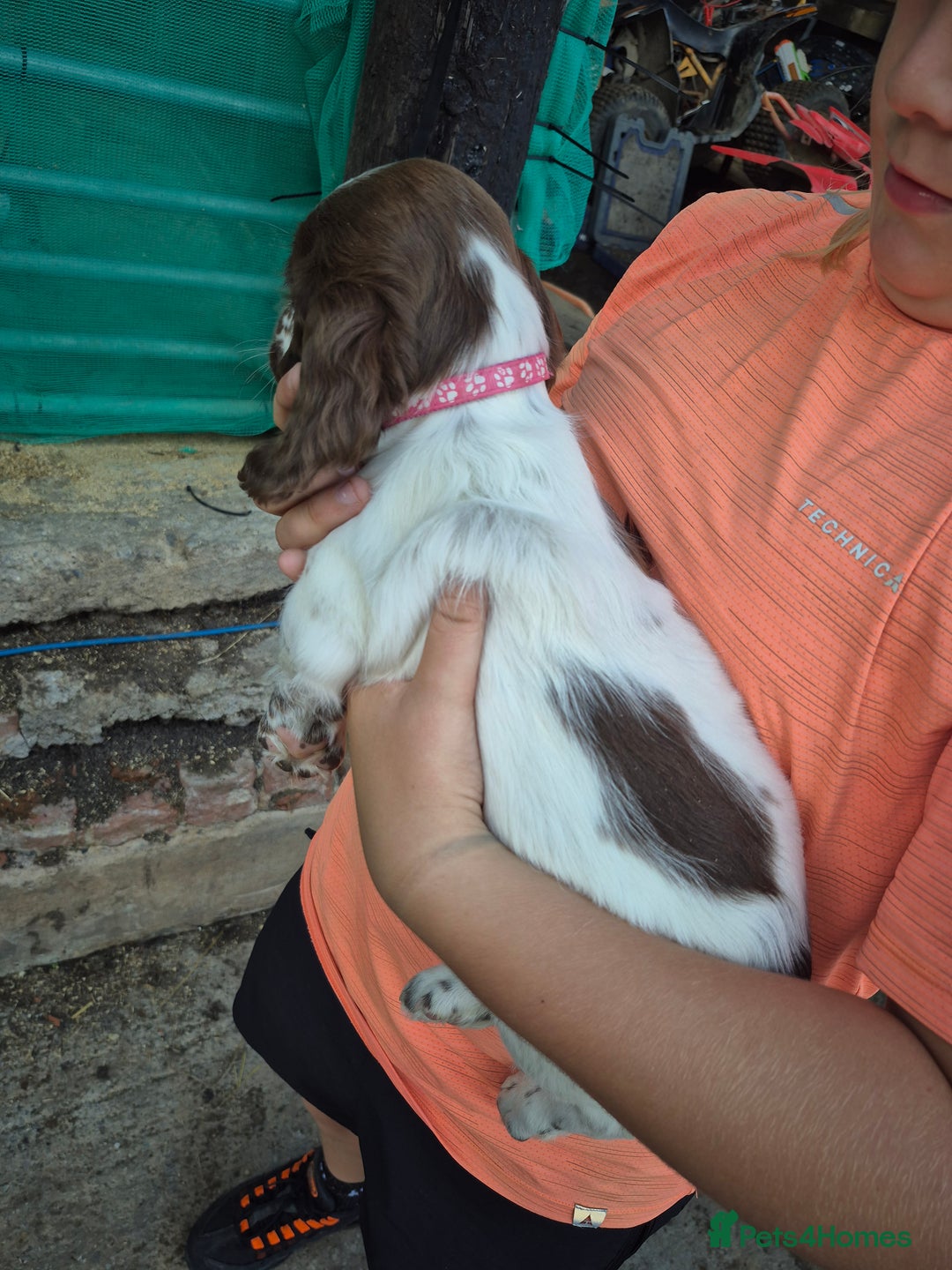 Mixed Breed dogs for sale: Springer spaniel puppies  - Image 4