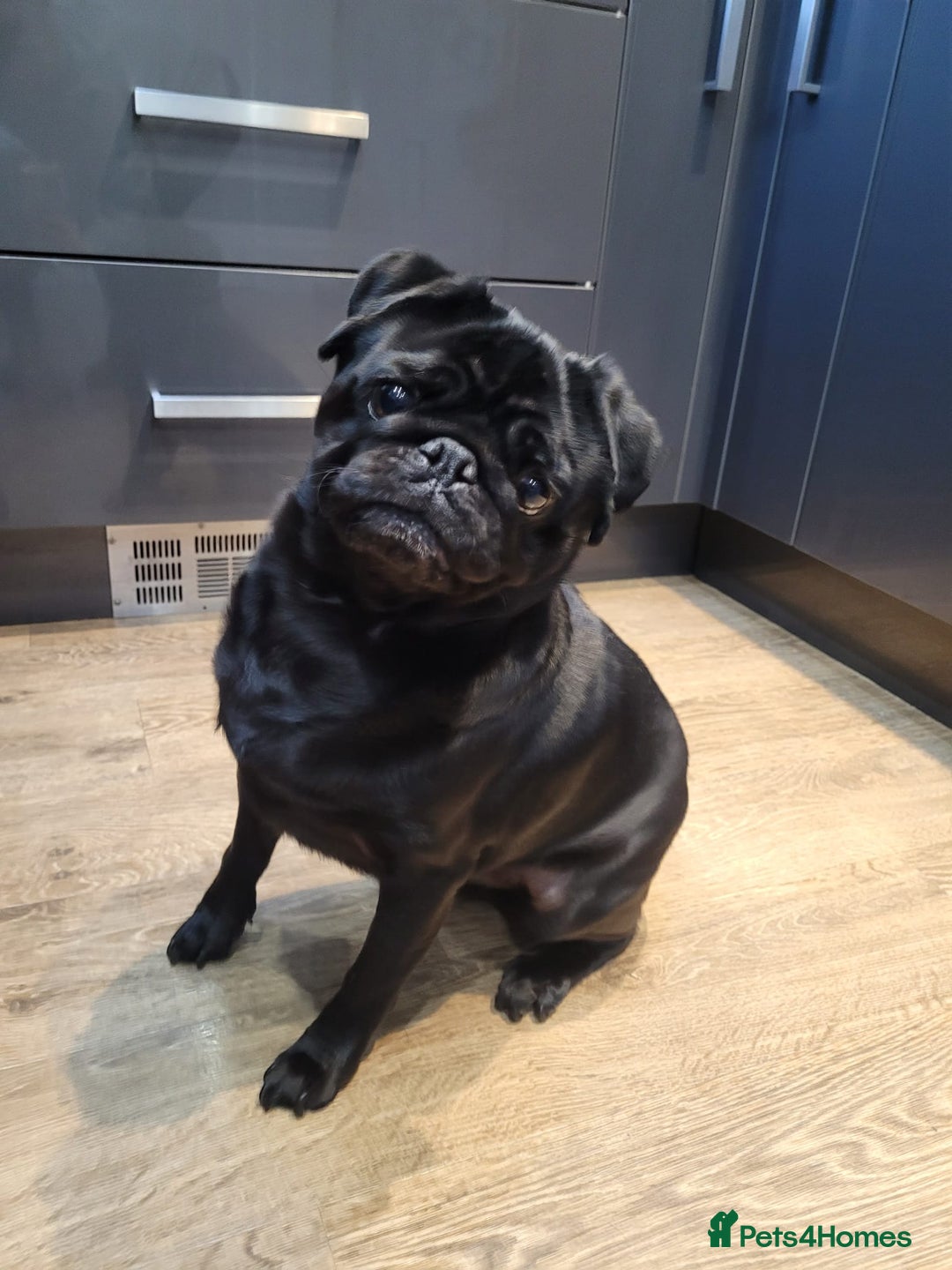 Pug dogs for sale: Milo. - Advert 1