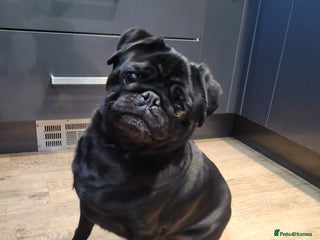 Pug dogs Milo. - Advert 1