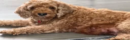 Cockapoo dogs for sale: Toy Poodle x Cockerpoo Puppies - Advert 2