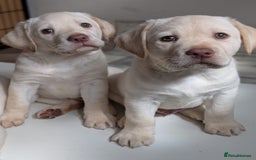 Labrador Retriever dogs for sale: Adorable Golden Labrador Puppies – 2M/2F left - Image 5