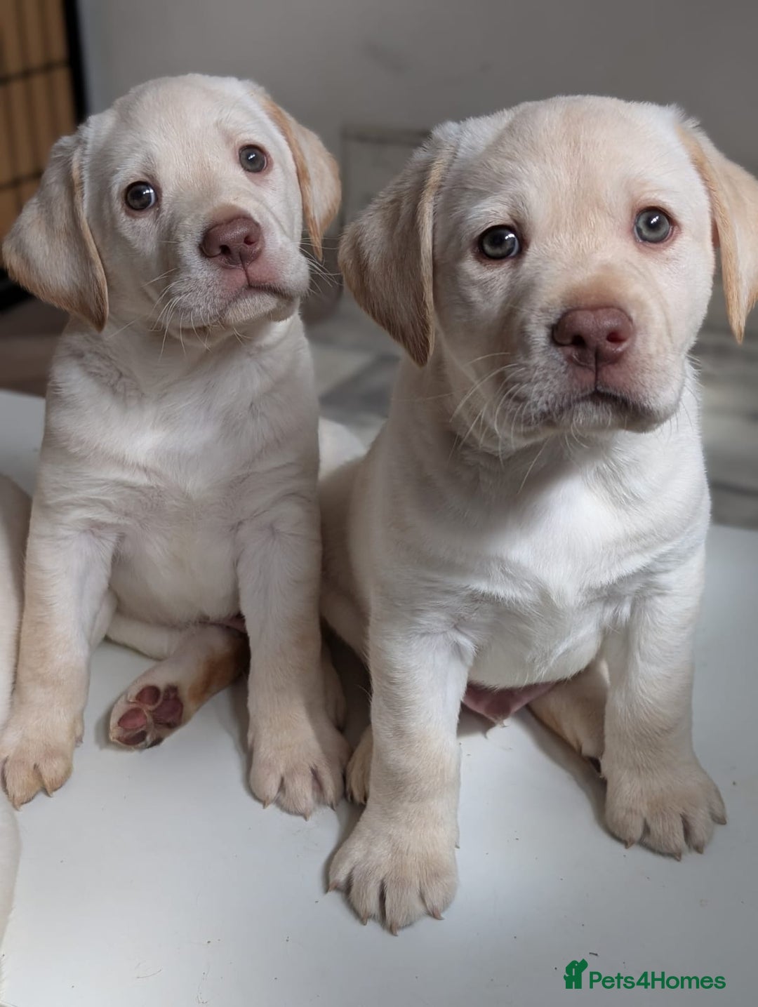 Labrador Retriever dogs for sale: Adorable Golden Labrador Puppies – 2M/2F left - Image 5