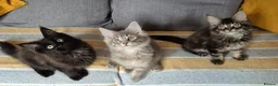 Maine Coon cats for sale: Maine coon kittens  - Advert 19