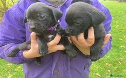 Labrador Retriever dogs for sale: Labrador Puppies from Working Parents - Image 12