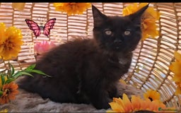 Maine Coon cats for sale: VARIOUS FULL PEDIGREE MAINE COON KITTENS FOR SALE in Rotherham - Image 5