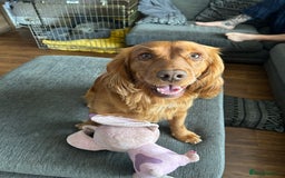 Cocker Spaniel dogs for stud: Working cocker spaniel stud  - Image 11