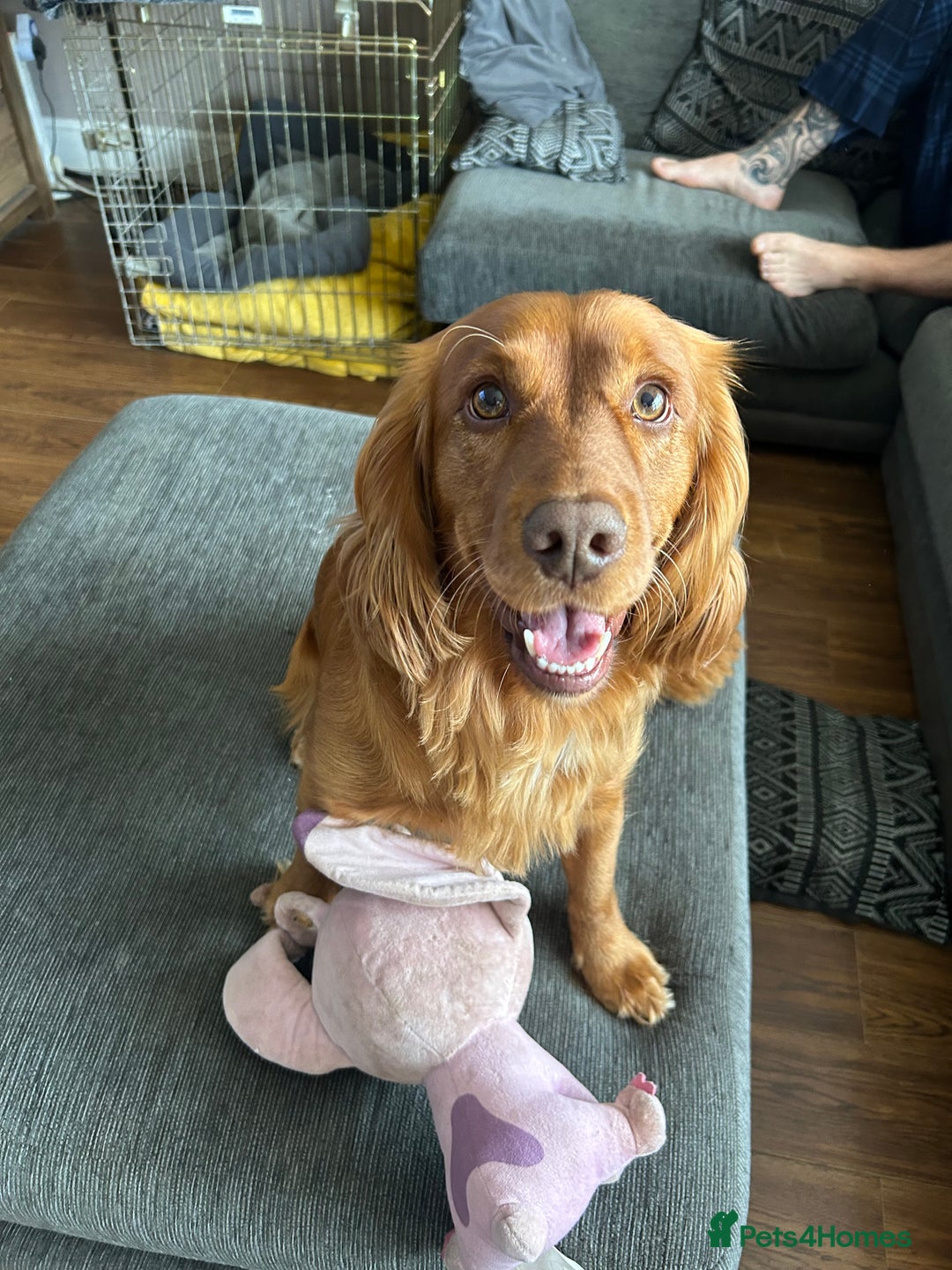 Cocker Spaniel dogs for stud: Working cocker spaniel stud  - Image 11