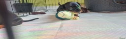 Miniature Dachshund dogs for sale: Looking for forever home! Can leave 9th Sept   in Preston - Advert 12