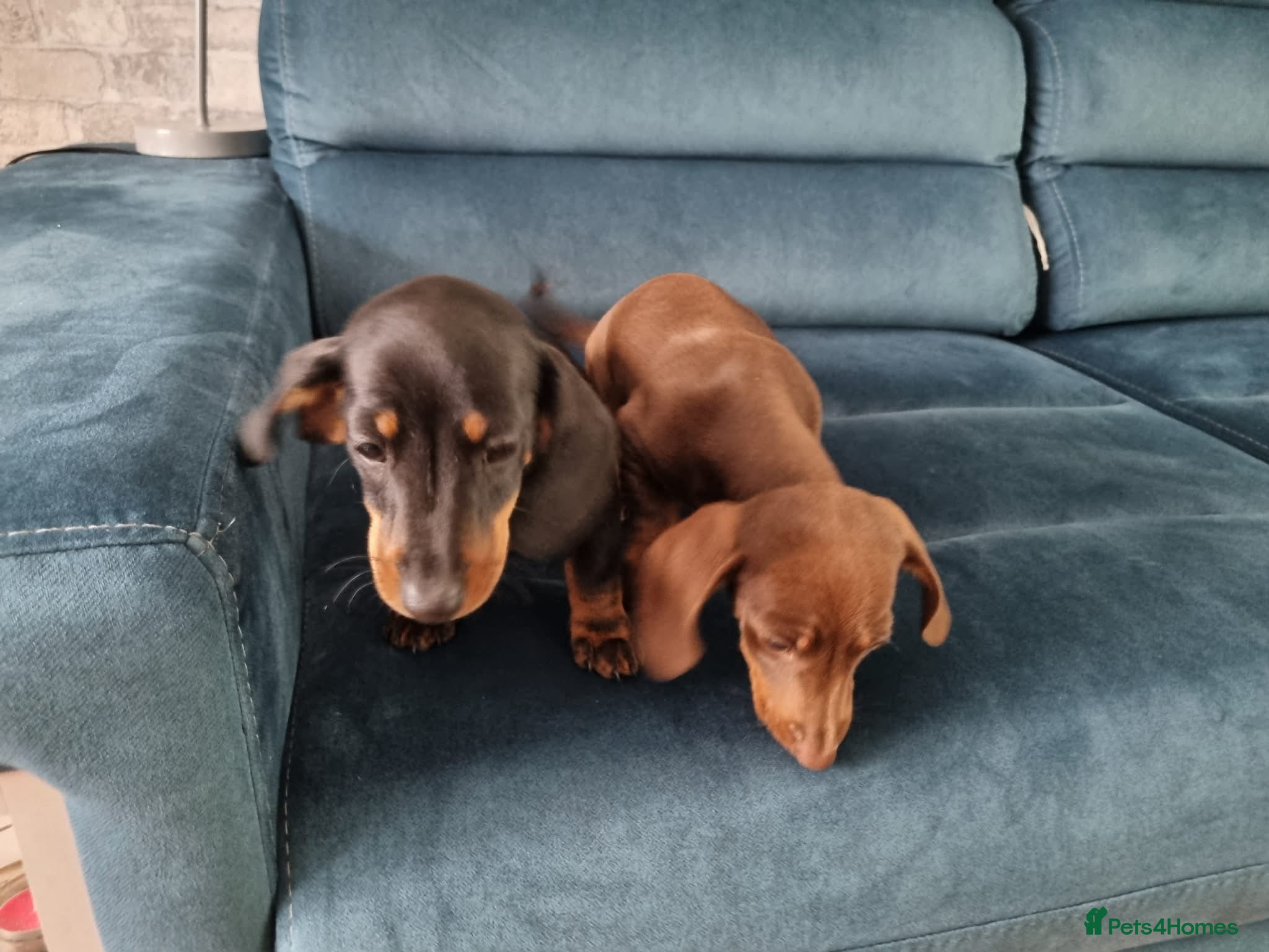 Miniature Dachshund dogs Mini dachshund short hair  stunning 4 puppies - Advert 16