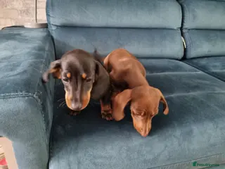 Miniature Dachshund dogs Mini dachshund short hair stunning 4 puppies - Advert 16
