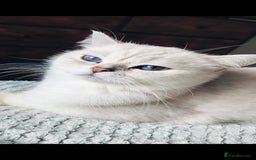 British Shorthair cats for sale: British shorthair kittens  - Image 7