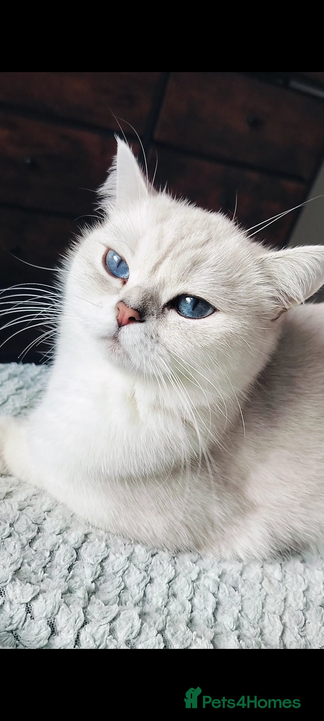 British Shorthair cats for sale: British shorthair kittens  - Image 7