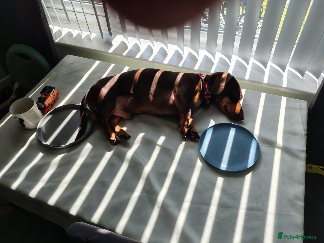 Dachshund dogs for sale: 3yr old male dashy needs experienced owner - Image 5