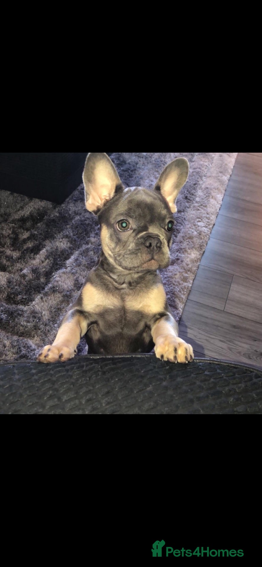 French Bulldog dogs French bulldog  - Advert 1