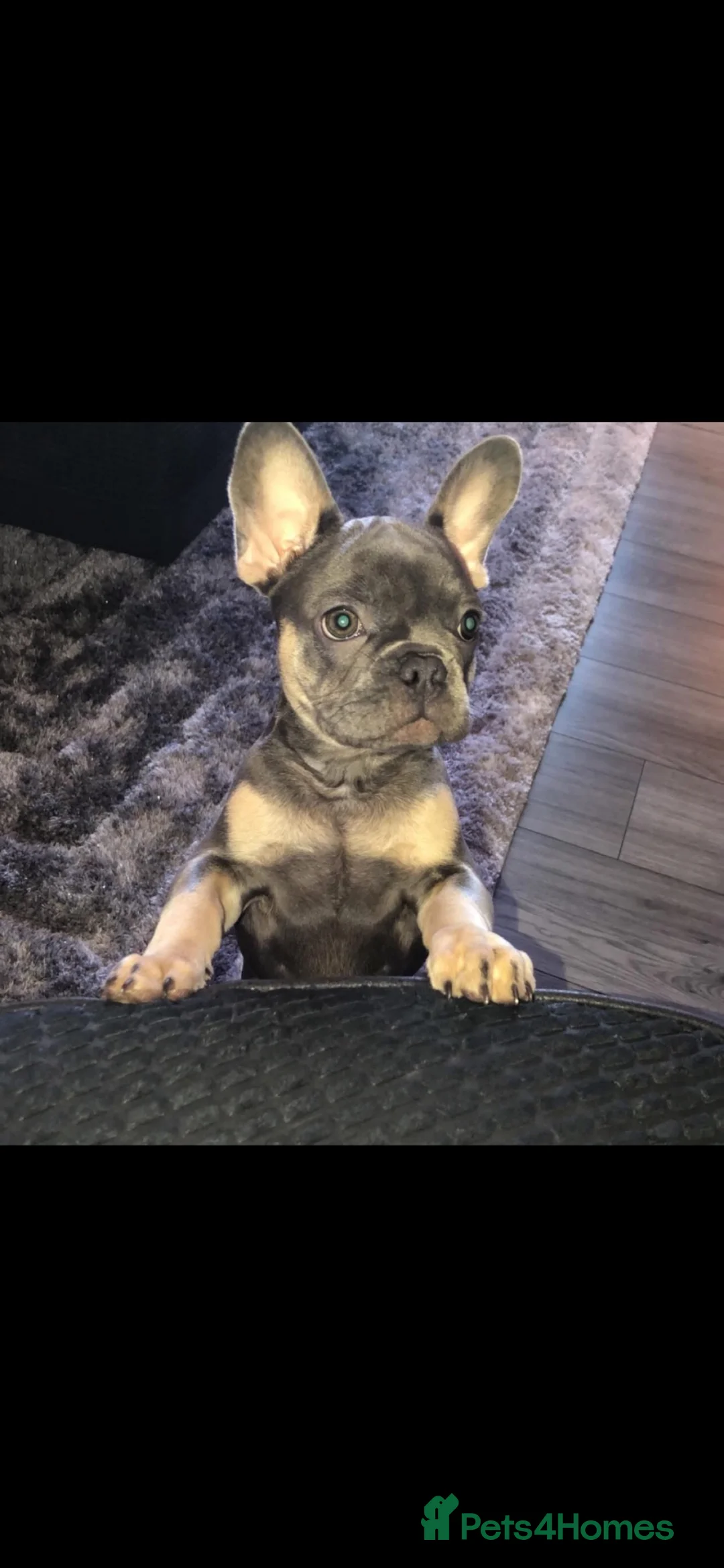 French Bulldog dogs for sale: French bulldog  - Advert 1