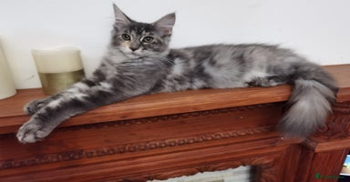 Maine Coon cats - Advert 8