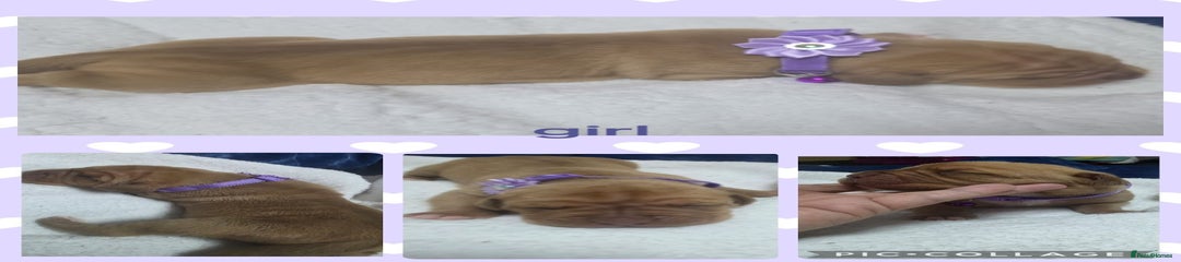 Purple girl 