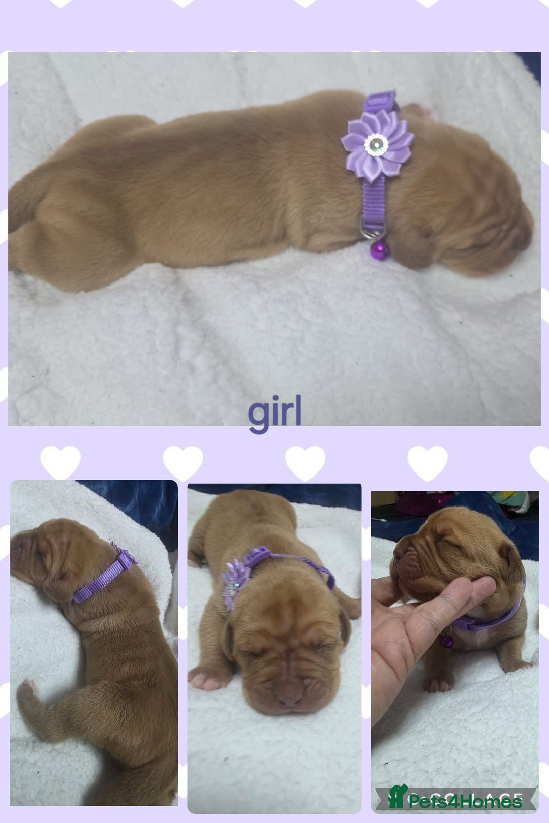 Mixed Breed dogs for sale: Dogue de bordeaux x staff puppies  - Image 6