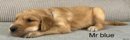 Goldendoodle dogs for sale: HEREDITARY HEALTH TESTED MUM. DNA TESTED DAD - Advert 14