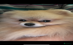 Pomeranian dogs for sale: Small cute Pomeranian  - Image 4