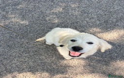 Golden Retriever dogs for sale: Advanced trained golden retriever  - Image 8
