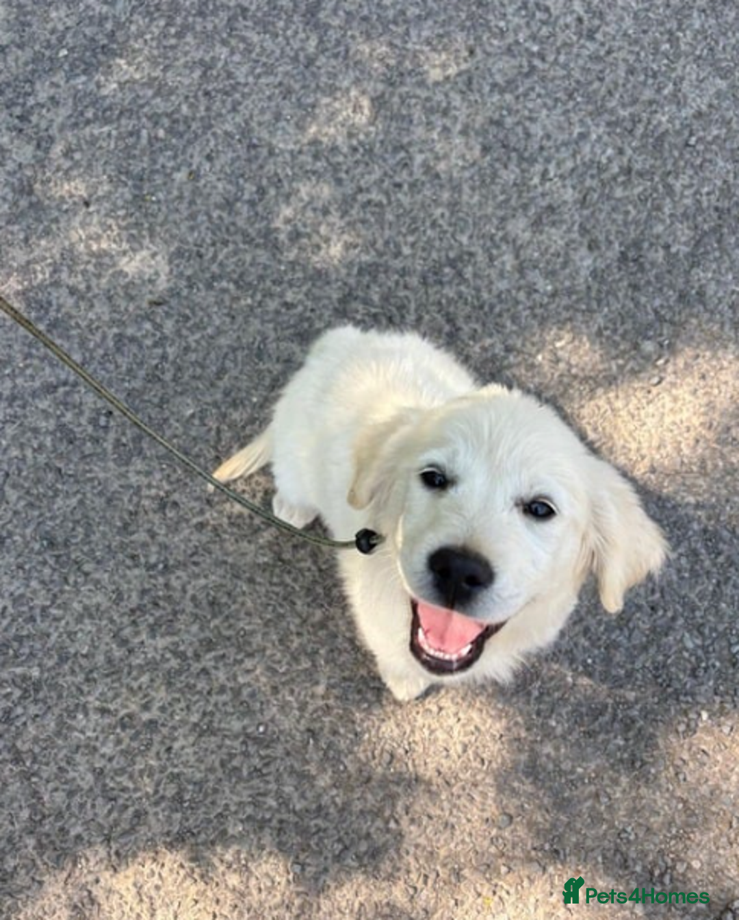 Golden Retriever dogs for sale: Advanced trained golden retriever  - Image 8