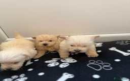 West Highland Terrier dogs for sale: DNA health tested Westie-poos  - Image 25