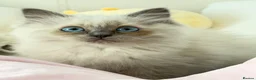Ragdoll cats for sale: Ragdoll kittens  - Advert 5