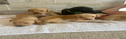 Mixed Breed dogs for sale: Fox red Labrador  - Advert 1