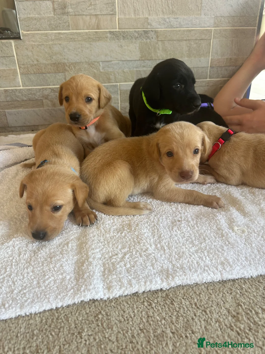 Mixed Breed dogs for sale: Fox red Labrador  - Advert 1
