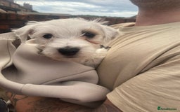 Mixed Breed dogs for sale: Female westiepoo  - Image 4