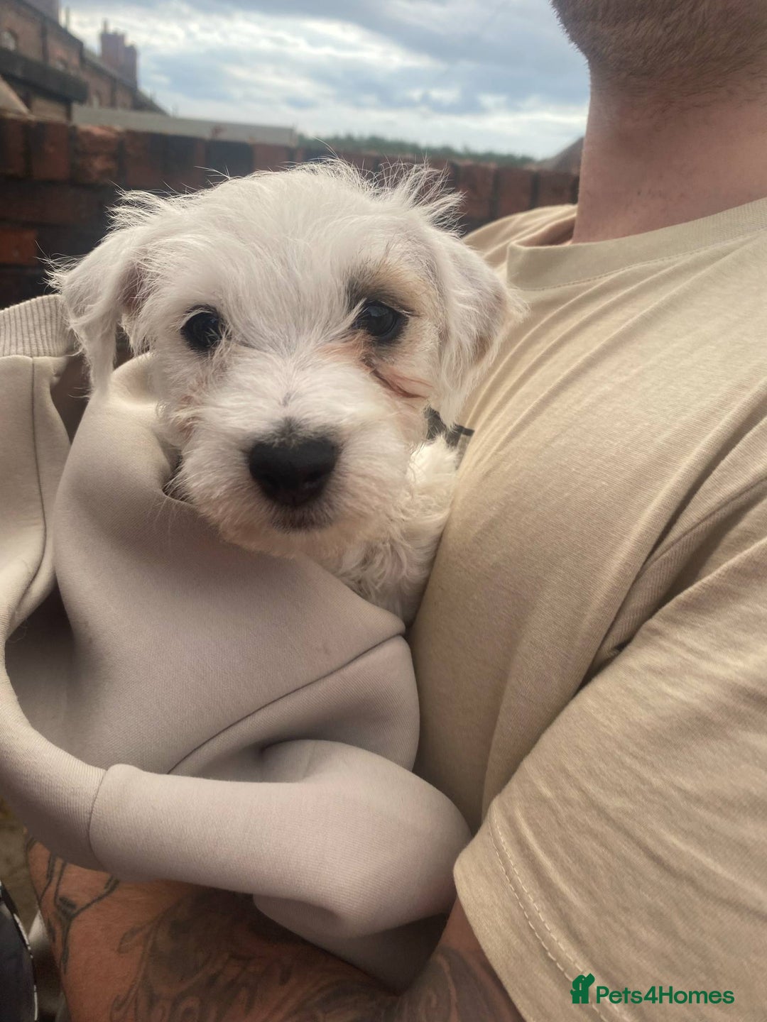 Mixed Breed dogs for sale: Female westiepoo  - Image 4